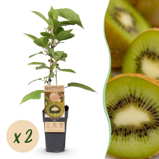 "Obstpflanze - Actinidia deliciosa Jenny - Kiwi-Pflanze - Selbstbestäubend - Grüne Frucht - 2 Pflanzen - Topf 15cm - Höhe 50cm image"