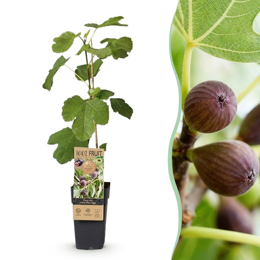 "Obstbaum - Ficus caria Little miss Figgy - Feigenbaum - Winterhart - Rote Frucht - 2 Pflanzen - Topf 15cm - Höhe 50cm image"