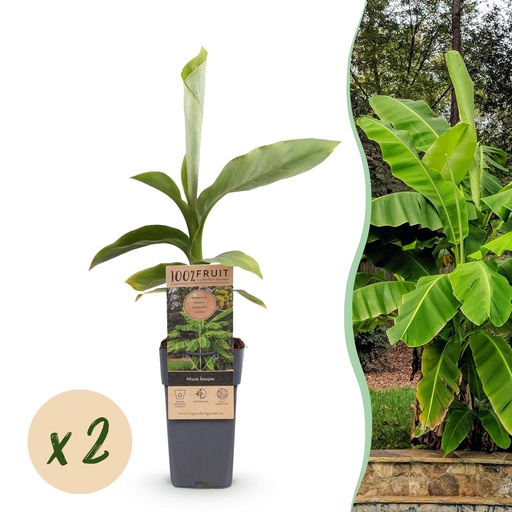 "Obstpflanze - Musa Basjoo - Bananenbaum - Winterhart - Grün - 2 Pflanzen - Topf 15cm - Höhe 50cm image"