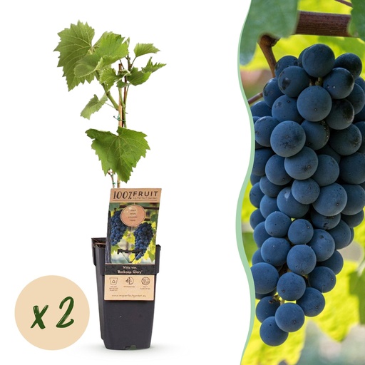 "Weinrebe (Vitis vinifera) – winterharte Tafeltraube, Höhe ca. 15 cm image"