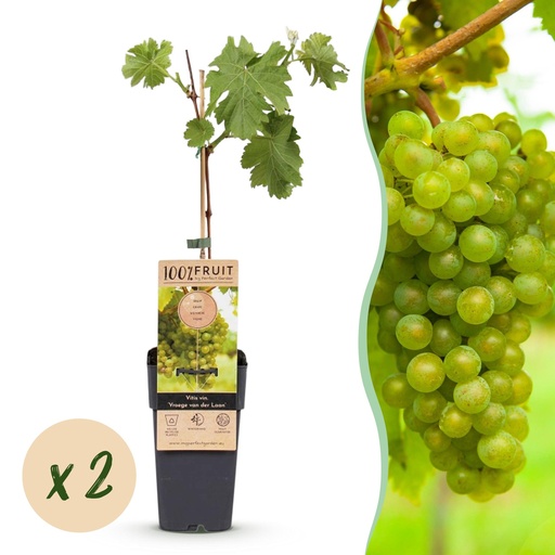 "Obstpflanze - Vitis vinifera Vroege van der Laan - Weinrebe - Winterhart - Weiße Traube - 2 Pflanzen - Topf 15cm - Höhe 50cm image"