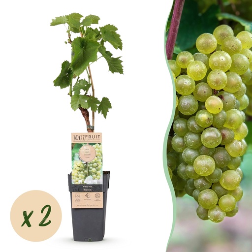 "Obstpflanze - Vitis vinifera Bianca - Weinrebe - Veredelt - Weiße Traube - 2 Pflanzen - Topf 15cm - Höhe 50cm image"
