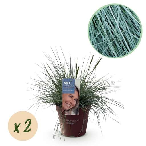 "Ziergräser - Festuca glauca Intense Blue - Blau - 2 Pflanzen - Immergrün - Wenig Pflege - Topf 17cm Höhe 50cm image"