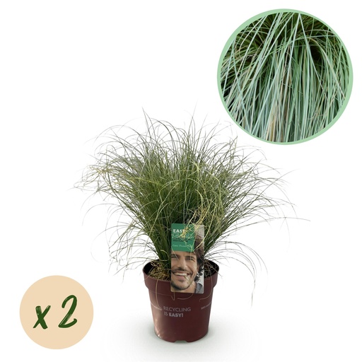 "Neuseeländische Segge (Carex comans) – winterhartes Ziergras, Höhe ca. 17 cm image"