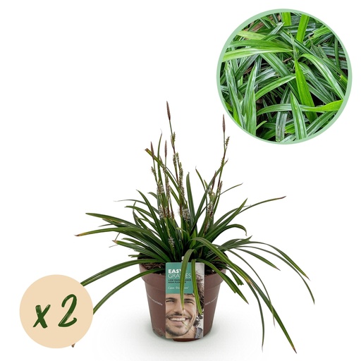 "Ziergräser - Carex morowwi Irish Green - Grün & Gelb - 2 Pflannzen - Immergrün - Pflegeleicht - Topf 17cm Höe 50cm image"