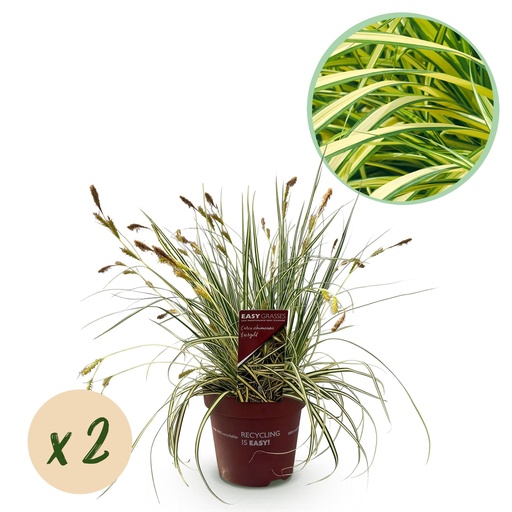 "Ziergräser - Carex oshimensis Evergold - Gelb & Grün - 2 Pflanzen - Immergrün - Wenig Pflege - Topf 17cm Höhe 50cm image"