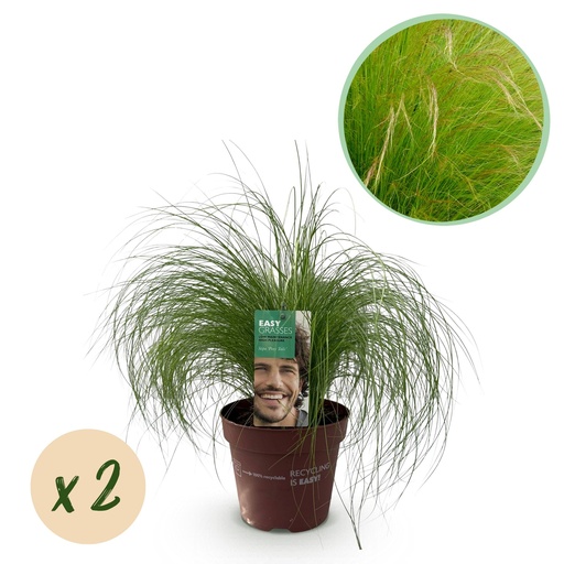 "Ziergräser - Stipa tenuifolia Pony Tails - Grün - 2 Pflanzen - Immergrün - Wenig Pflege - Topf 17cm Höhe 50cm image"