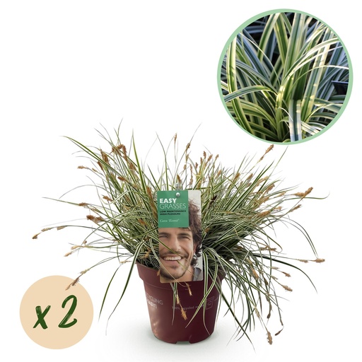 "Ziergräser - Carex oshimensis Everest - Weiß und Grün - 2 Pflanzen - Immergrün - Wenig Pflege - Topf 17cm Höhe 50cm image"