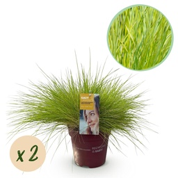 Blue fescue (Festuca glauca) – hardy ornamental grass, height approx. 17 cm