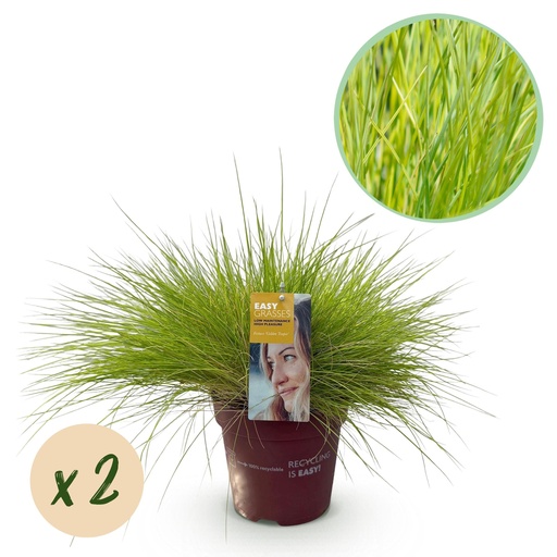 "Ziergräser - Festuca glauca Golden Toupee - Gelb - 2 Pflanzen - Immergrün - Wenig Pflege - Topf 17cm Höhe 50cm image"