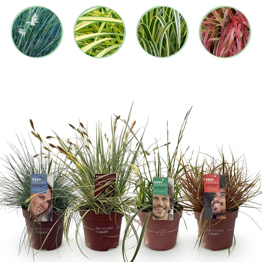 "Chinaschilf (Chinaschilf) – winterhartes Ziergras, Höhe ca. 17 cm image"