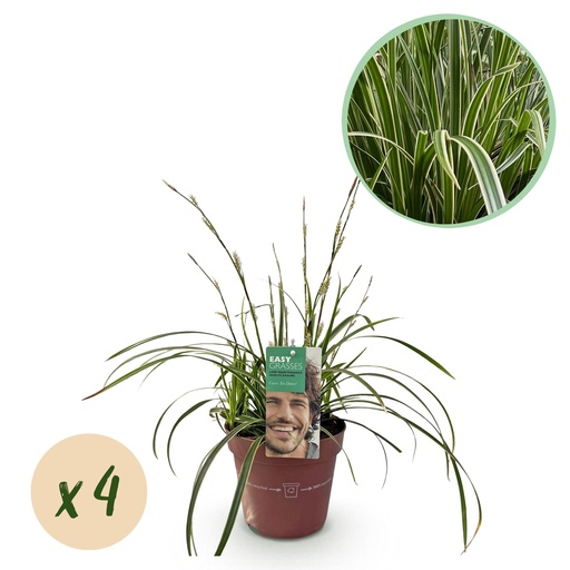"Ziergräser - Carex morrowii Ice Dance - Weiß & Grün - 4 Pflanzen - Immergrün - Wenig Pflege - Topf 17cm Höhe 50cm image"