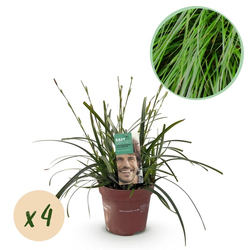"Japan-Gold-Segge (Carex oshimensis) – winterhartes Ziergras, Höhe ca. 17 cm image"