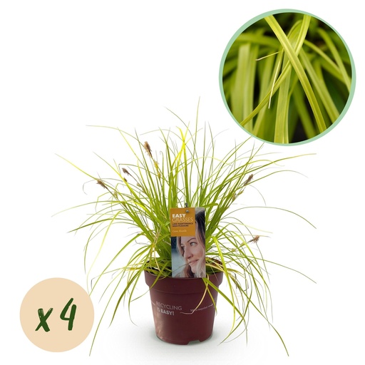 "Ziergräser - Carex oshimensis Immergelb - Gelb - 4 Pflanzen - Immergrün - Wenig Pflege - Topf 17cm Höhe 50cm image"