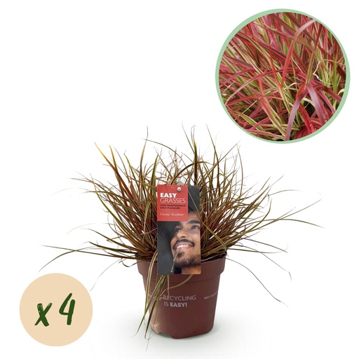 "Ziergräser - Uncinia rubra Everflame - Rot - 4 Pflanzen - Immergrün - Wenig Pflege - Topf 17cm Höhe 50cm image"
