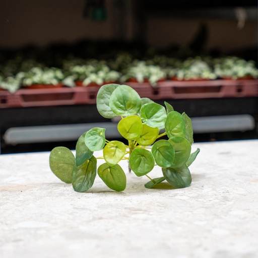 "Pilea Mini-Busch 13cm image"
