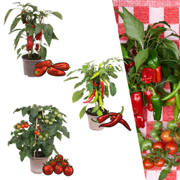 Rote Pflückgemüse-Mischung aus 3 Pflanzen - Kirschtomate - Rote Snack-Paprika - 