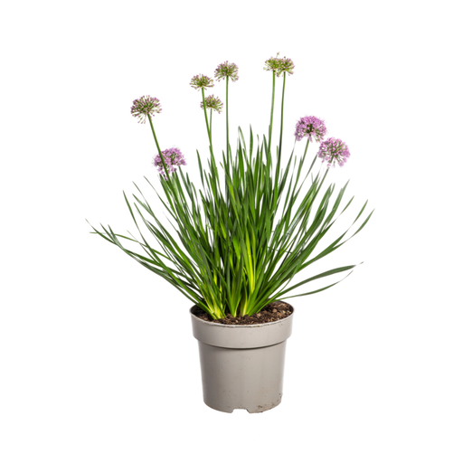 "Allium senescens Jahrtausend Ø19 cm - ↕60 cm image"