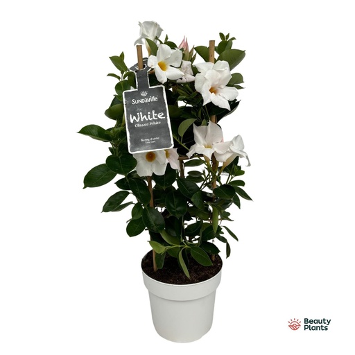 "Mandevilla Sundaville White In Toren (Dipladenia) - Ø17cm - ↕55cm image"