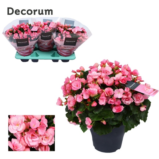 "Begonia Betulia ''candy'' Roze Decorum - Ø19cm - ↕35cm image"