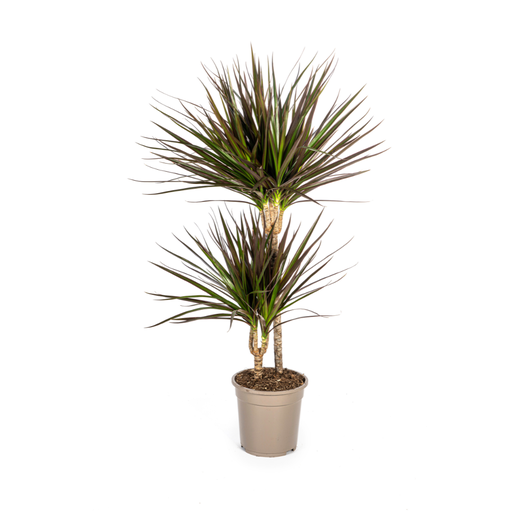 "Schmalblättriger Drachenbaum (Dracaena marginata) – pflegeleichte Zimmerpflanze, Topf-Ø 19 cm, Höhe ca. 19 cm image"