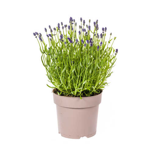 "Lavandula angustifolia Ø19cm - ↕40 - 50cm image"