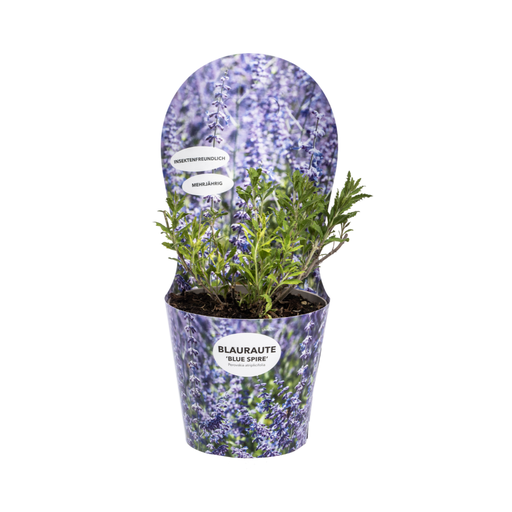 "Perovskia atriplicifolia mit Übertopf Ø19cm - ↕30 - 40cm image"