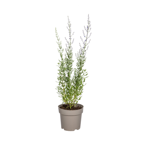"Perovskia atriplicifolia Ø19cm - ↕50 - 60cm image"