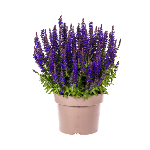 "Salvia nemorosa Rianne Ø19cm - ↕50 - 60cm image"