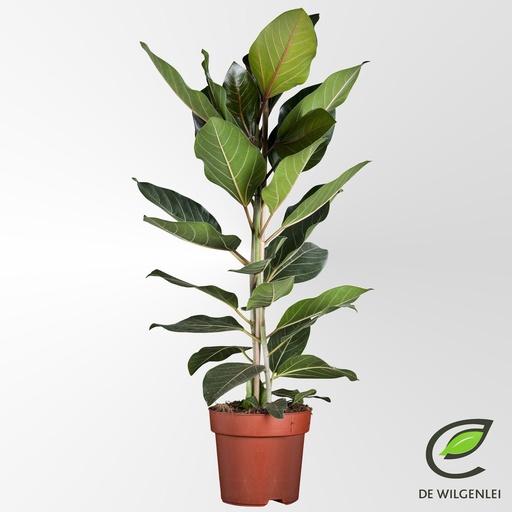 "Banyanbaum 'Joy' (Ficus benghalensis) – pflegeleichte Zimmerpflanze, Topf-Ø 21 cm, Höhe ca. 90 cm image"