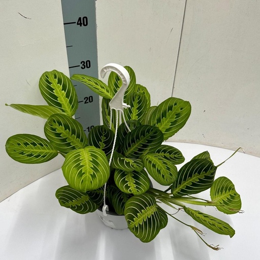 "Maranta Leuconeura 'Fascinator' Lemon Lime Hängetopf - Ø15cm - ↕40cm image"