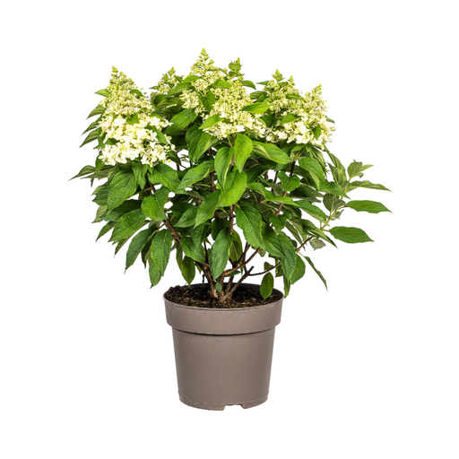 "Hydrangea paniculata White Ø24cm - ↕70 - 80cm image"