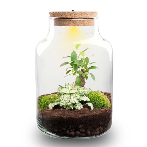 "DIY Pflanzen Terrarium mit Licht - Little Milky Bonsai - Ø 17 cm Höhe ca. 25 cm image"