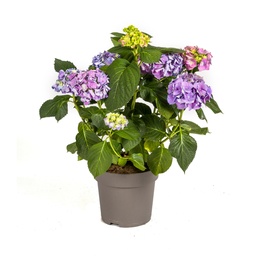 Bauern-Hortensie blau (Hydrangea macrophylla) – winterharter Blütenstrauch, Topf