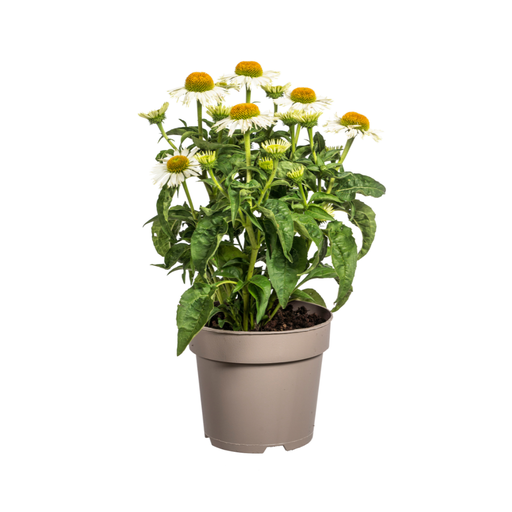 "Echinacea purpurea White Ø19cm - ↕60 - 70cm image"