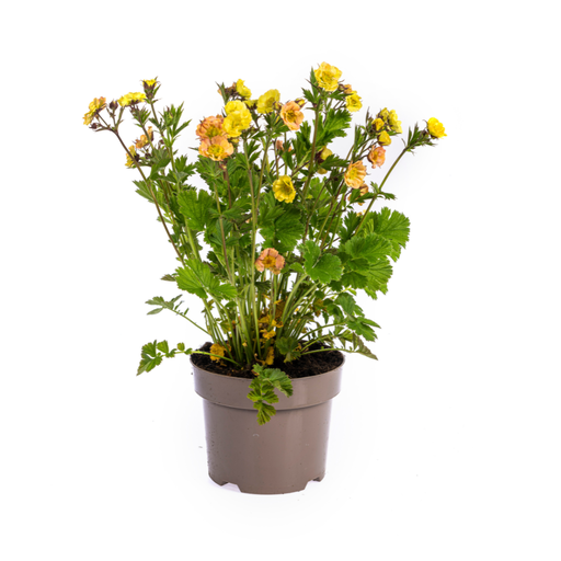 "Geum Rivale Gelb Ø19cm - ↕50 - 70cm image"