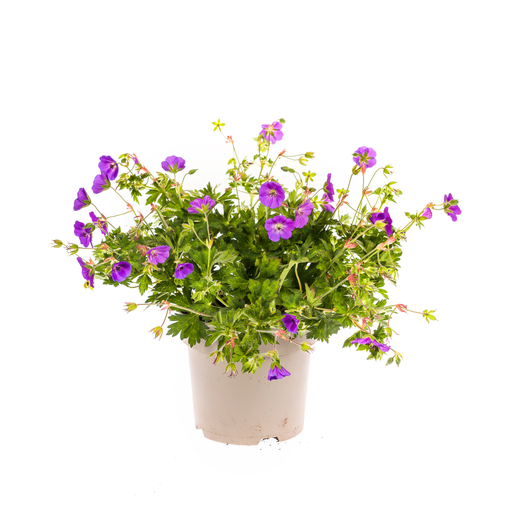 "Geranium Rozanne Purple Ø19cm - ↕20 - 30cm image"