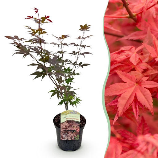 "Balkonpflanze - Japanischer Ahorn - Acer palmatum Atropurpureum - Lila - 1 Pflanze - Laubabwerfend - Topf 19cm Höhe 70cm image"