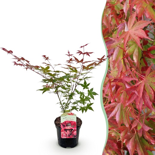 "Balkonpflanze - Japanischer Ahorn - Acer palmatum Beni Maiko - Rot - 1 Pflanze - Laubabwerfend - Topf 19 cm - Höhe 70 cm image"