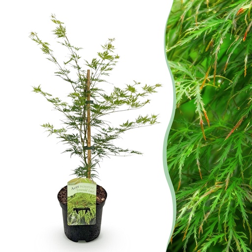"Balkonpflanze - Japanischer Ahorn - Acer palmatum Emerald Lace - Grün - 1 Pflanze - Laubabwerfend - Topf 19cm Höhe 70cm image"