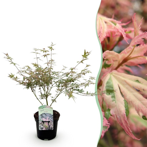 "Fächerahorn (Acer palmatum) – winterharter Zierstrauch, Höhe ca. 19 cm image"