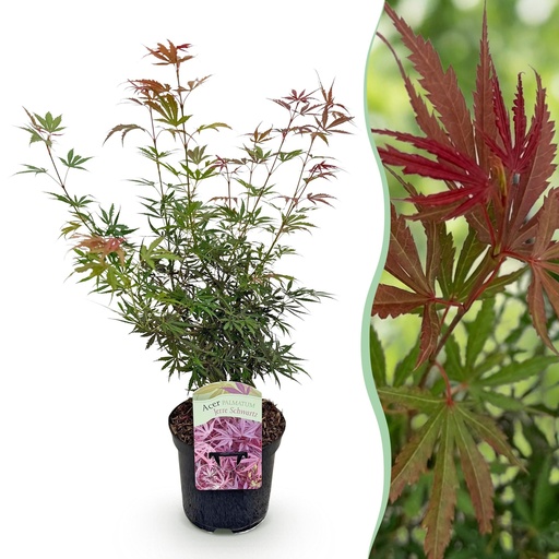 "Balkonpflanze - Japanischer Ahorn - Acer palmatum Jerre Swarts - Dunkelrot - 1 Pflanze - Laubabwerfend - Topf 19cm Höhe 70cm image"