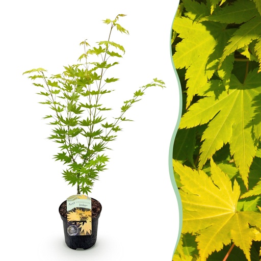"Balkonpflanze - Japanischer Ahorn - Acer palmatum Jordan - Gelb - 1 Pflanze - Laubabwerfend - Topf 19cm Höhe 70cm image"