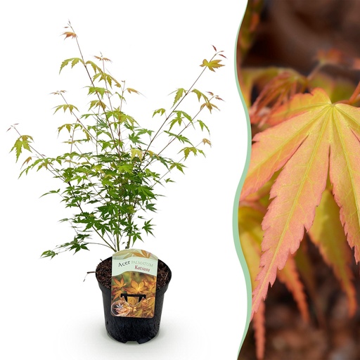 "Fächerahorn (Acer palmatum) – winterharter Zierstrauch, Höhe ca. 19 cm image"