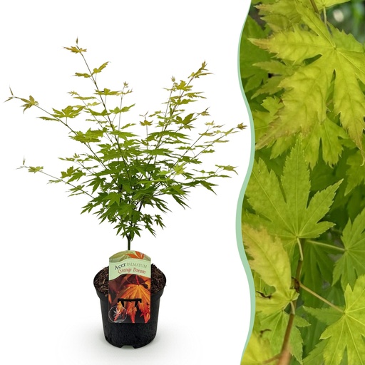 "Balkonpflanze - Japanischer Ahorn - Acer palmatum Orange Dream - Orange - 1 Pflanze - Laubabwerfend - Topf 19cm Höhe 70cm image"