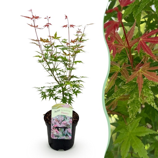 "Balkonpflanze - Japanischer Ahorn - Acer palmatum Phoenix - Rosa - 1 Pflanze - Laubabwerfend - Topf 19cm Höhe 70cm image"