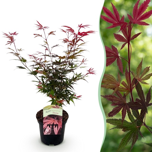 "Balkonpflanze - Japanischer Ahorn - Acer palmatum Shaina - Rot - 1 Pflanze - Laubabwerfend - Topf 19cm Höhe 70cm image"