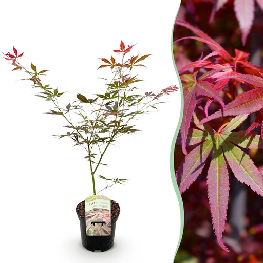 "Balkonpflanze - Japanischer Ahorn - Acer palmatum Sumi-nagashi - Rot - 1 Pflanze - Laubabwerfend - Topf 19 cm, Höhe 70 cm image"