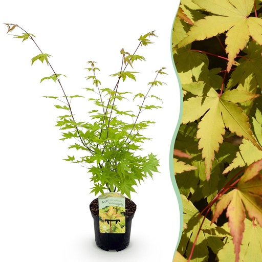 "Balkonpflanze - Japanischer Ahorn - Acer palmatum Summergold - Gelb - 1 Pflanze - Laubabwerfend - Topf 19 cm, Höhe 70 cm image"