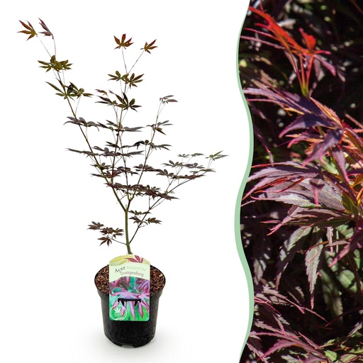 "Balkonpflanze - Japanischer Ahorn - Acer palmatum Trompenburg - Dunkel Lila - 1 Pflanze - Laubabwerfend - Topf 19 cm, Höhe 70 cm image"